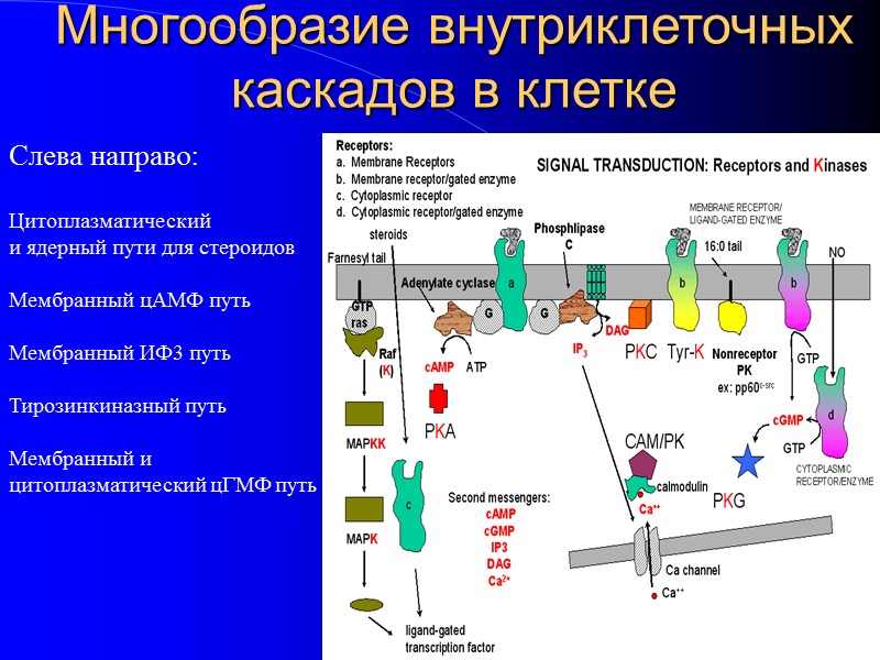 Многообразие внутриклеточных каскадов в клетке Слева направо:  Цитоплазматический и ядерный пути для стероидов